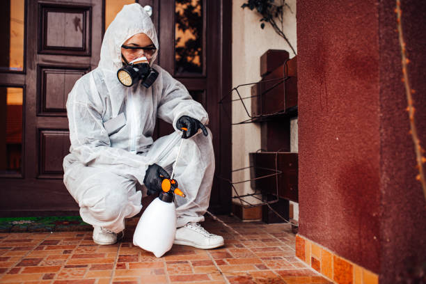 Reliable Wasp Removal contractor in Frisco, TX by Show Me Pest Control